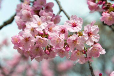Ueno Park, Tokyo, Japonya 'da kiraz çiçekleri (Sakura).