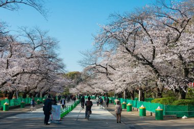 Tokyo, Japonya - 24 Mart 2021 - Japonya 'daki Ueno Park' ta kiraz çiçekleri (Sakura). Her yıl düzenlenen Sakura Festivali için Ueno Park 'a 2 milyon kişi geliyor..