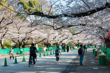 Tokyo, Japonya - 24 Mart 2021 - Japonya 'daki Ueno Park' ta kiraz çiçekleri (Sakura). Her yıl düzenlenen Sakura Festivali için Ueno Park 'a 2 milyon kişi geliyor..