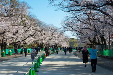 Tokyo, Japonya - 24 Mart 2021 - Japonya 'daki Ueno Park' ta kiraz çiçekleri (Sakura). Her yıl düzenlenen Sakura Festivali için Ueno Park 'a 2 milyon kişi geliyor..