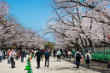 Tokyo, Japonya - 24 Mart 2021 - Japonya 'daki Ueno Park' ta kiraz çiçekleri (Sakura). Her yıl düzenlenen Sakura Festivali için Ueno Park 'a 2 milyon kişi geliyor..
