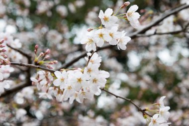 Ueno Toshogu Tapınağı 'nda kiraz çiçekleri, Ueno Park, Tokyo, Japonya. 