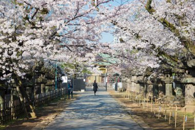 Tokyo, Japonya - 19 Mart 2021 Ueno Park, Tokyo, Japonya 'daki Ueno Toshogu Tapınağı' nda kiraz çiçekleri. 1627 yılında Tokugawa Ieyasu (1543-1616) adanmış bir türbe inşa edilmiştir..