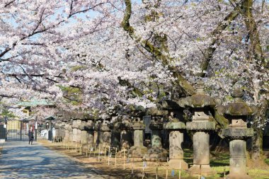Tokyo, Japonya - 19 Mart 2021 Ueno Park, Tokyo, Japonya 'daki Ueno Toshogu Tapınağı' nda kiraz çiçekleri. 1627 yılında Tokugawa Ieyasu (1543-1616) adanmış bir türbe inşa edilmiştir..