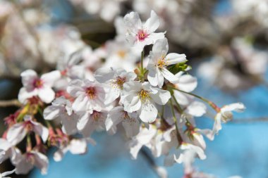 Ueno Toshogu Tapınağı 'nda kiraz çiçekleri, Ueno Park, Tokyo, Japonya. 