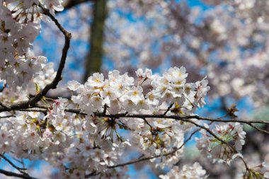 Ueno Toshogu Tapınağı 'nda kiraz çiçekleri, Ueno Park, Tokyo, Japonya. 