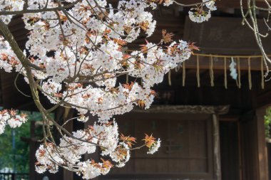 Ueno Toshogu Tapınağı 'nda kiraz çiçekleri, Ueno Park, Tokyo, Japonya. 