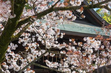 Tokyo, Japonya - 19 Mart 2021 Ueno Park, Tokyo, Japonya 'daki Ueno Toshogu Tapınağı' nda kiraz çiçekleri. 1627 yılında Tokugawa Ieyasu (1543-1616) adanmış bir türbe inşa edilmiştir..