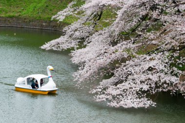 Tokyo, Japonya - 22 Mart 2021 - Chiyoda, Tokyo, Japonya 'da Chidorigafuchi' de kiraz çiçekleri. Chidorigafuchi kiraz çiçeklerini görmek için popüler bir yerdir..