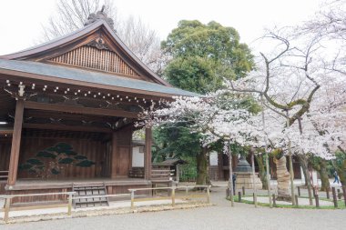 Tokyo, Japonya - 23 Mart 2021 - Chiyoda, Tokyo, Japonya 'daki Yasukuni Tapınağı' nda Somei-Yoshino kiraz çiçeklerinin örnek ağacı. Japonya Meteoroloji Ajansı tarafından gözlemlenen örnek ağaç.