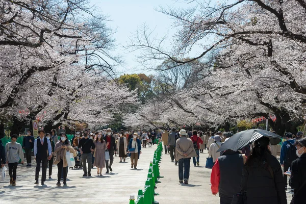 Tokio Japón Mar 2021 Flores Cerezo Sakura Parque Ueno Tokio — Foto de Stock