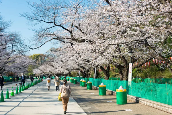 Tokio Japón Mar 2021 Flores Cerezo Sakura Parque Ueno Tokio — Foto de Stock