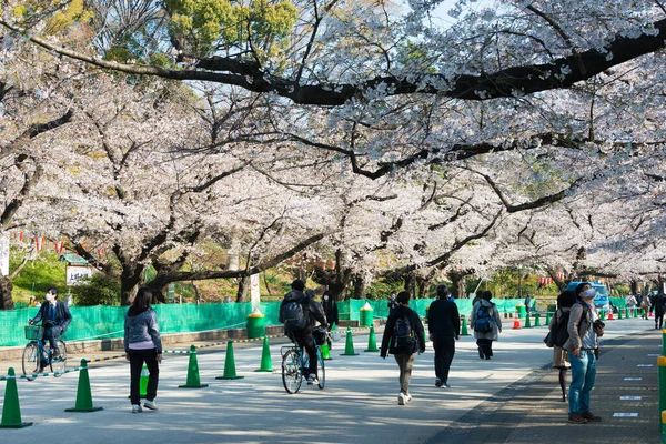 Tokio Japón Mar 2021 Flores Cerezo Sakura Parque Ueno Tokio — Foto de Stock