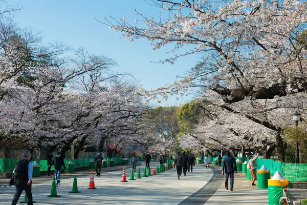 Tokio Japón Mar 2021 Flores Cerezo Sakura Parque Ueno Tokio — Foto de Stock