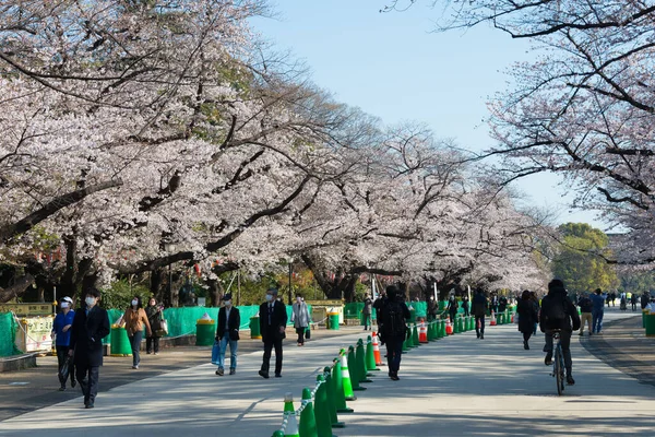 Tokio Japón Mar 2021 Flores Cerezo Sakura Parque Ueno Tokio — Foto de Stock