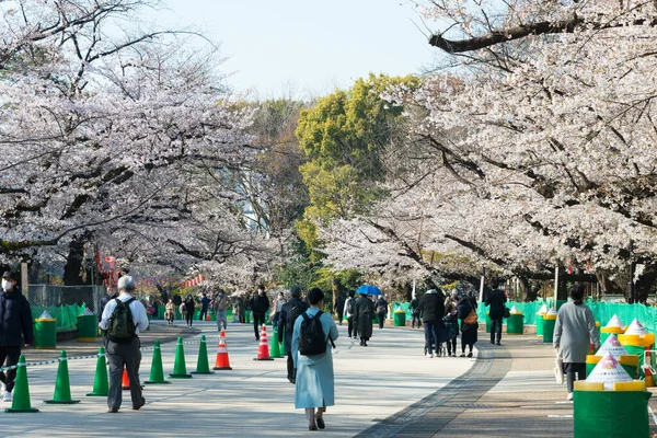 Tokio Japón Mar 2021 Flores Cerezo Sakura Parque Ueno Tokio — Foto de Stock