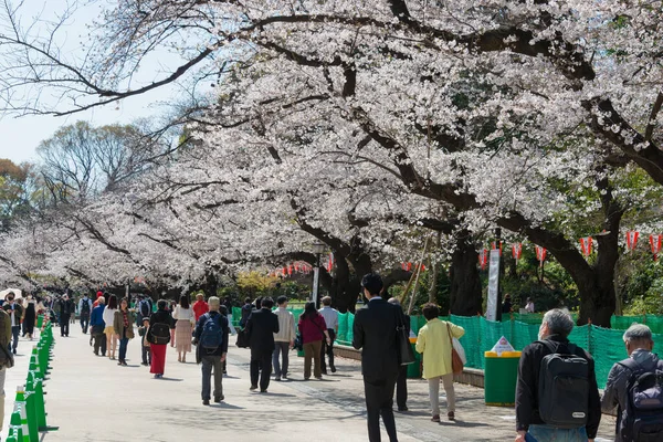 Tokyo Giappone Mar 2021 Fiori Ciliegio Sakura All Ueno Park — Foto Stock
