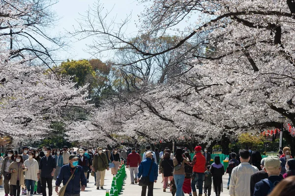 Tokyo Japan Mar 2021 Körsbärsblommor Sakura Ueno Park Tokyo Japan — Stockfoto