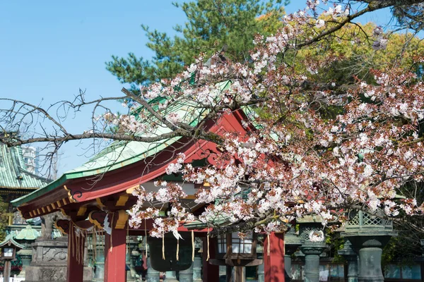 Tokyo Japan Mar 2021 Körsbärsblommor Vid Ueno Toshogu Helgedom Ueno — Stockfoto