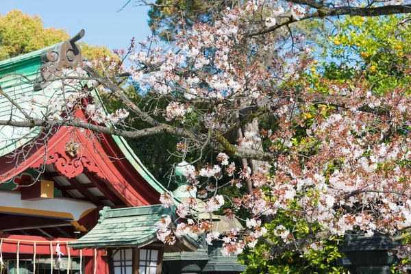 Tokio Japan Mrt 2021 Kersenbloesems Ueno Toshogu Heiligdom Ueno Park — Stockfoto