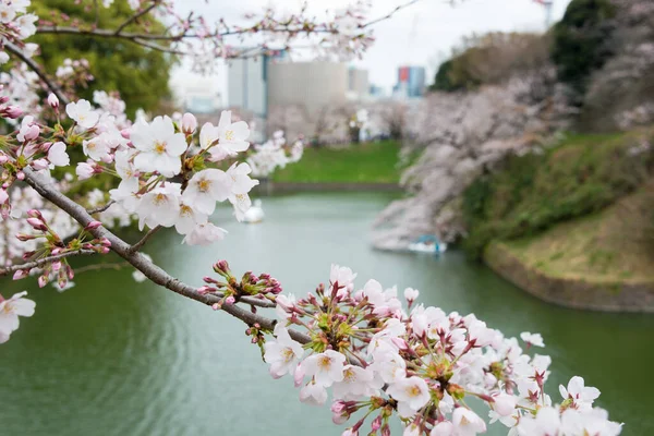 Tokio Japón Mar 2021 Flores Cerezo Chidorigafuchi Chiyoda Tokio Japón — Foto de Stock