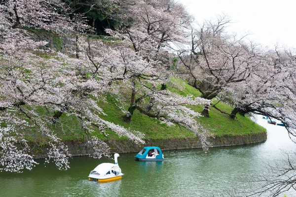 日本东京 2021年3月22日 在日本东京千代田的Chidorigafuchi 樱花盛开 Chidorigafuchi是一个受欢迎的地方看到樱花 — 图库照片