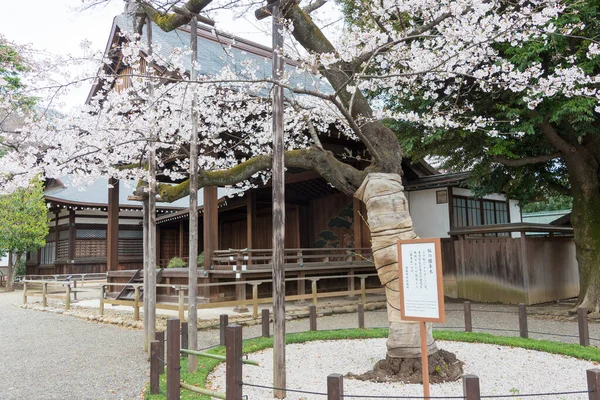 Tokió Japán Mar 2021 Somei Yoshino Cseresznyevirágok Mintafája Yasukuni Szentélyben — Stock Fotó