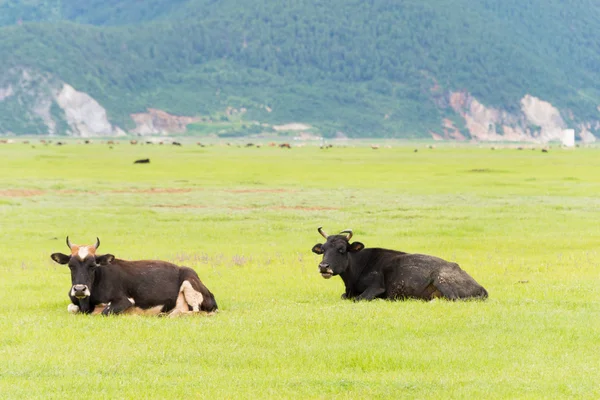 SHANGRILA, CHINA - 31 de julho de 2014: Vacas no Lago Napa. uma paisagem famosa na cidade antiga de Shangrila, Yunnan, China . — Fotografia de Stock