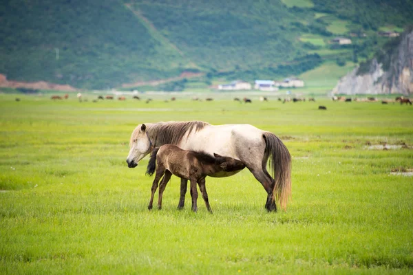 stock image SHANGRILA, CHINA - Jul 31 2014: Horses at Napa Lake. a famous landscape in the Ancient city of Shangrila, Yunnan, China.