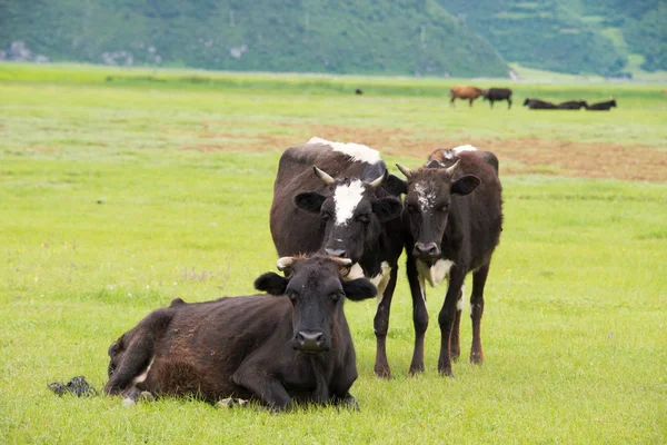 SHANGRILA, CHINA - 31 de julho de 2014: Vacas no Lago Napa. uma paisagem famosa na cidade antiga de Shangrila, Yunnan, China . — Fotografia de Stock