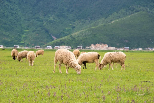 SHANGRILA, CHINA - 31 de julho de 2014: Ovelhas no Lago Napa. uma paisagem famosa na cidade antiga de Shangrila, Yunnan, China . — Fotografia de Stock
