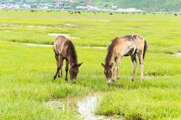 SHANGRILA, CHINA - 31 de julho de 2014: Cavalos no Lago Napa. uma paisagem famosa na cidade antiga de Shangrila, Yunnan, China . — Fotografia de Stock