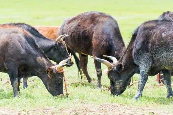 SHANGRILA, CHINA - 31 de julho de 2014: Vacas no Lago Napa. uma paisagem famosa na cidade antiga de Shangrila, Yunnan, China . — Fotografia de Stock