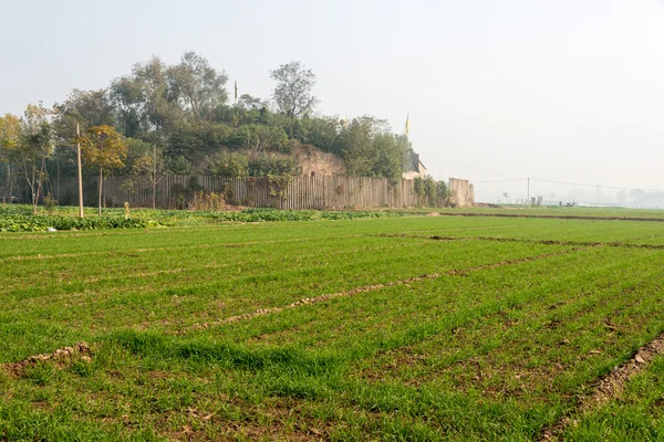 HENAN, CHINA - 17 NOV 2014: La cultura Erlitou permanece. un sitio histórico famoso en Yanshi, Henan, China . — Foto de Stock