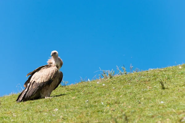 SICHUAN, CHINA - SEP 20 2014: Vulture at Sky burial site in Larung Gar. a famous Lamasery in Seda, Sichuan, China. — Stock Photo, Image