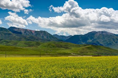 Tecavüz çiçeği, Qilian, Qinghai, Çin.