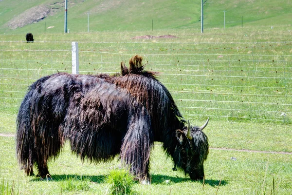 Θιβέτ yak, Qilian, Qinghai, Κίνα. — Φωτογραφία Αρχείου