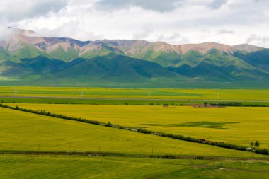 Menyuan, Çin - 2 Temmuz 2014: Menyuan tecavüz çiçekler. ünlü bir fantastik tecavüz çiçek arazi geniş alan Menyuan, Qinghai, Çin için.