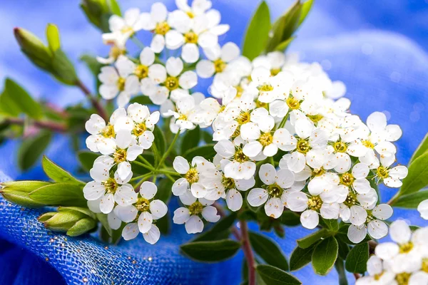 Small white flowers blurred on blue background — Stock Photo, Image