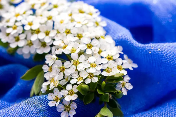 Small white flowers on blue background — Stock Photo, Image