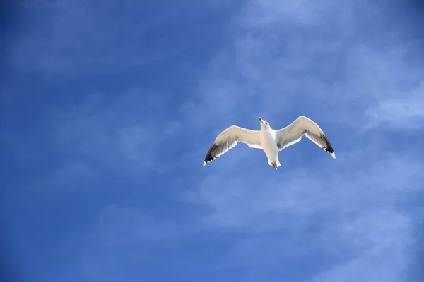 Одинарна чайка на блакитному небі як фон — стокове фото
