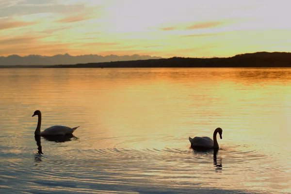 Sziluettjét pár hattyú úszók a tó naplementekor — Stock Fotó