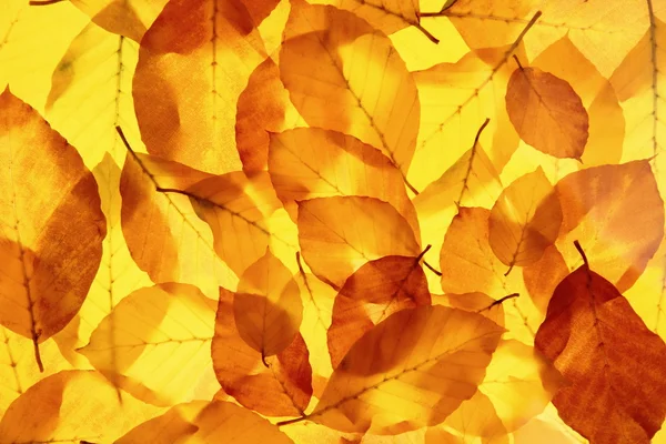 Foglie di albero giallo come sfondo autunno luminoso — Foto Stock