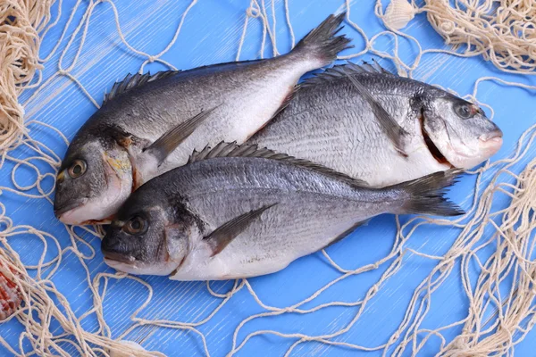 Three bream in fishing net on blue wooden background