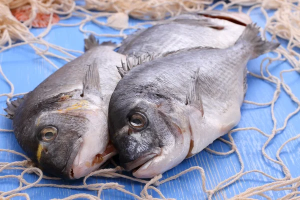 Three bream in fishing net on blue wooden background — Stock Photo, Image