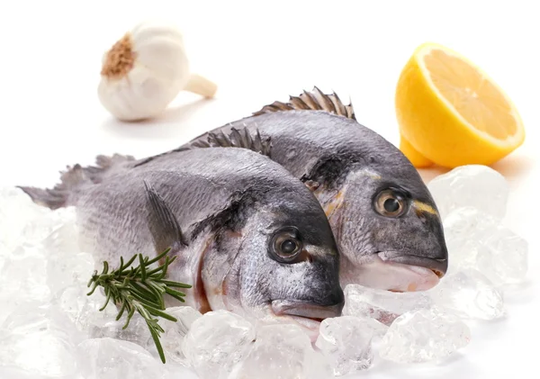 Couple of fresh gilthead, lemon, rosemary on ice — Stock Photo, Image