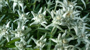 Leontopodium alpinum, Famous flower Edelweiss clipart