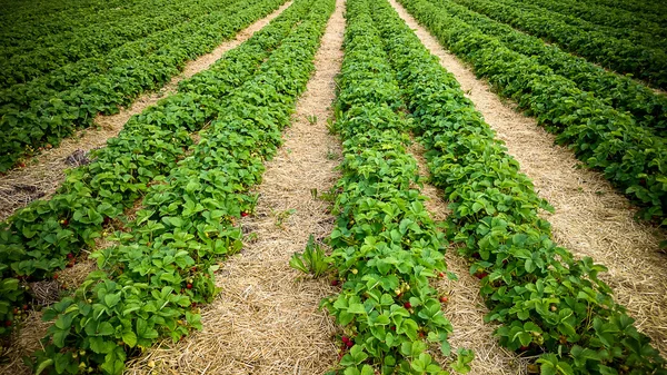 Strawberry field with ripe berries as background — Stock Photo, Image