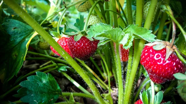 Campo de fresas con fresas maduras como fondo —  Fotos de Stock