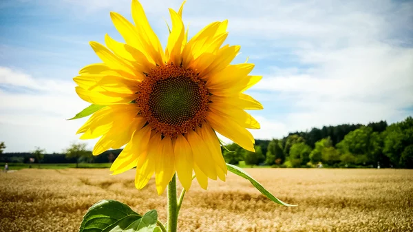 Velké kvetoucí slunečnice na hřišti — Stock fotografie